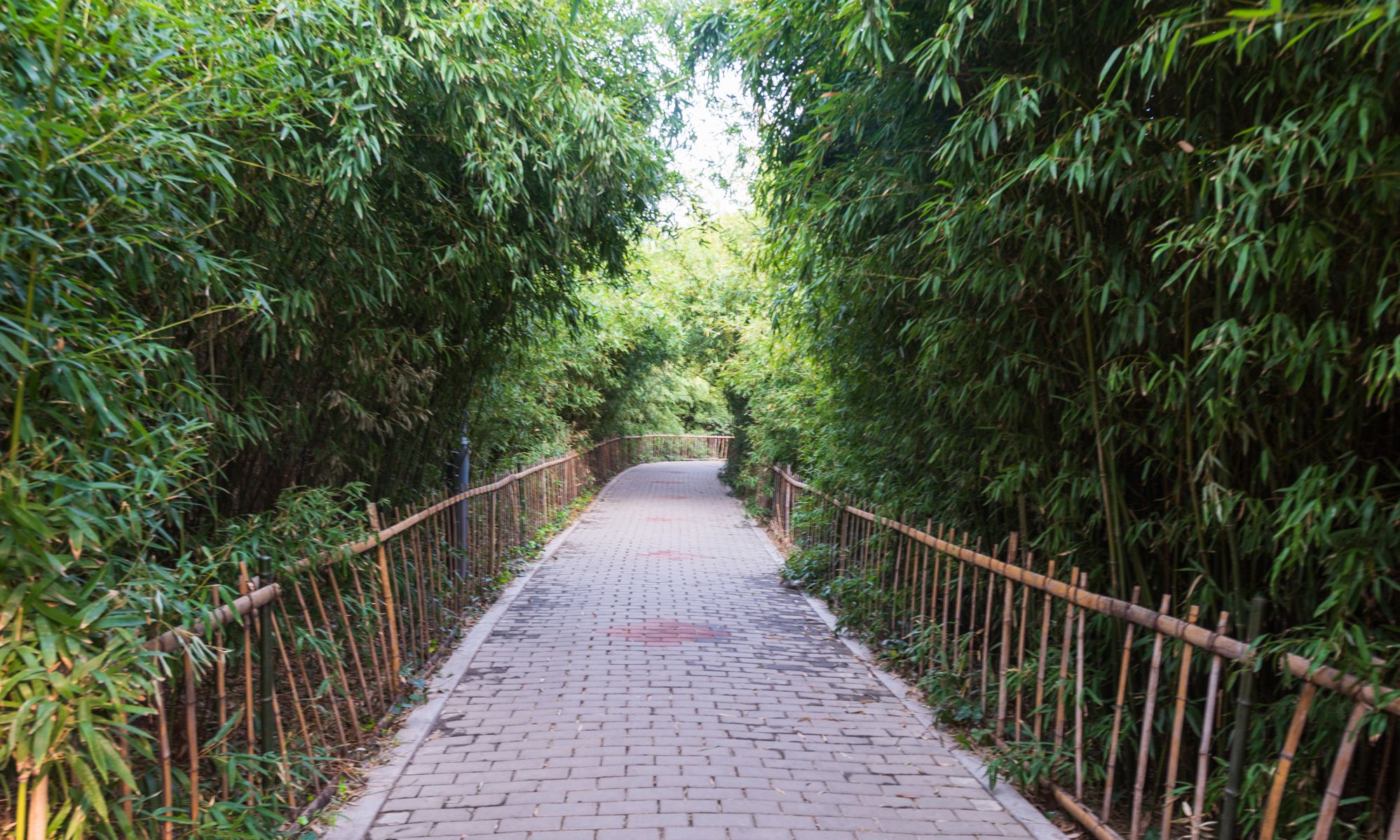 济南泉城公园里面有片幽静的竹园,绿意盎然生机勃勃