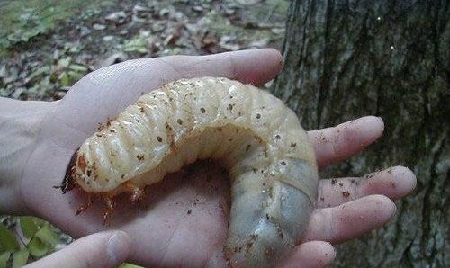 为什么地里容易有蛴螬呢蛴螬最怕什么动物