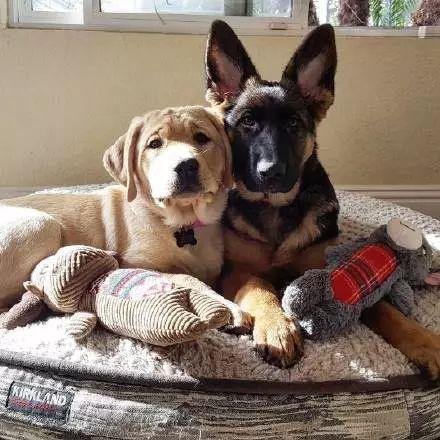 网友家养了两只狗狗,拉拉nala只比德牧kona大两天,这对汪汪姐妹花