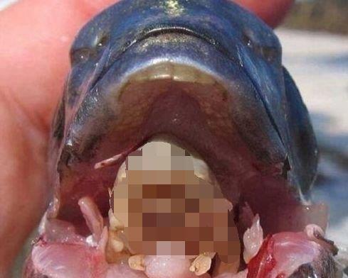 大妈菜市场买回条鲫鱼,切鱼时发现鱼嘴有异样,掰开后整个人傻住