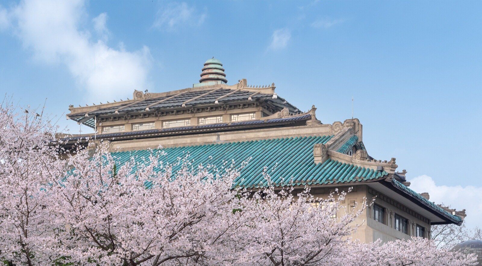 中国最美校园,武汉大学的樱花名不虚传,代表中日友好关系