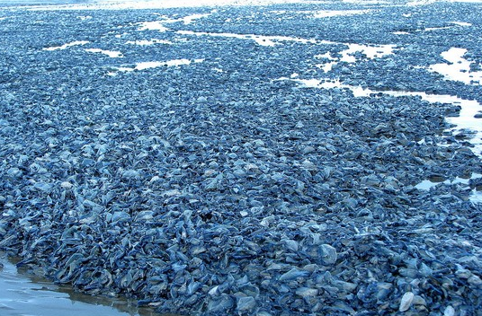 发现在远处的海滩上,居然铺满了一些蓝色的东西,远远看去简直就成了