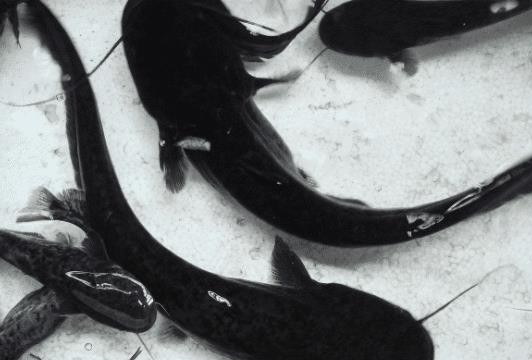 它被称淡水鱼之王常被错认成鲶鱼