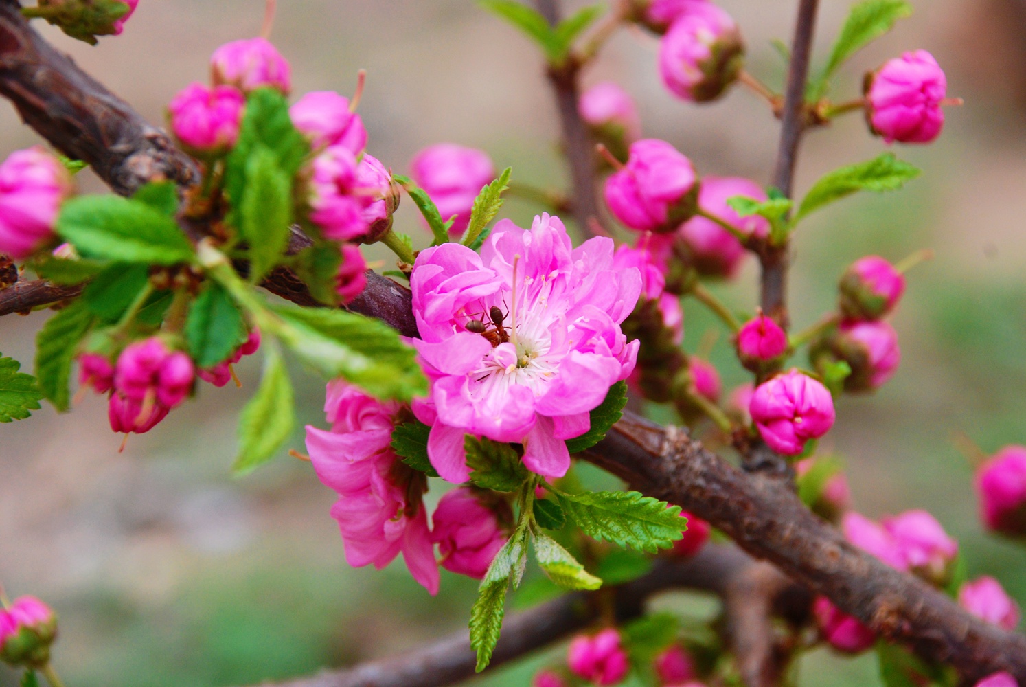 美丽的粉色榆叶梅,原创拍摄_高清图集_新浪网