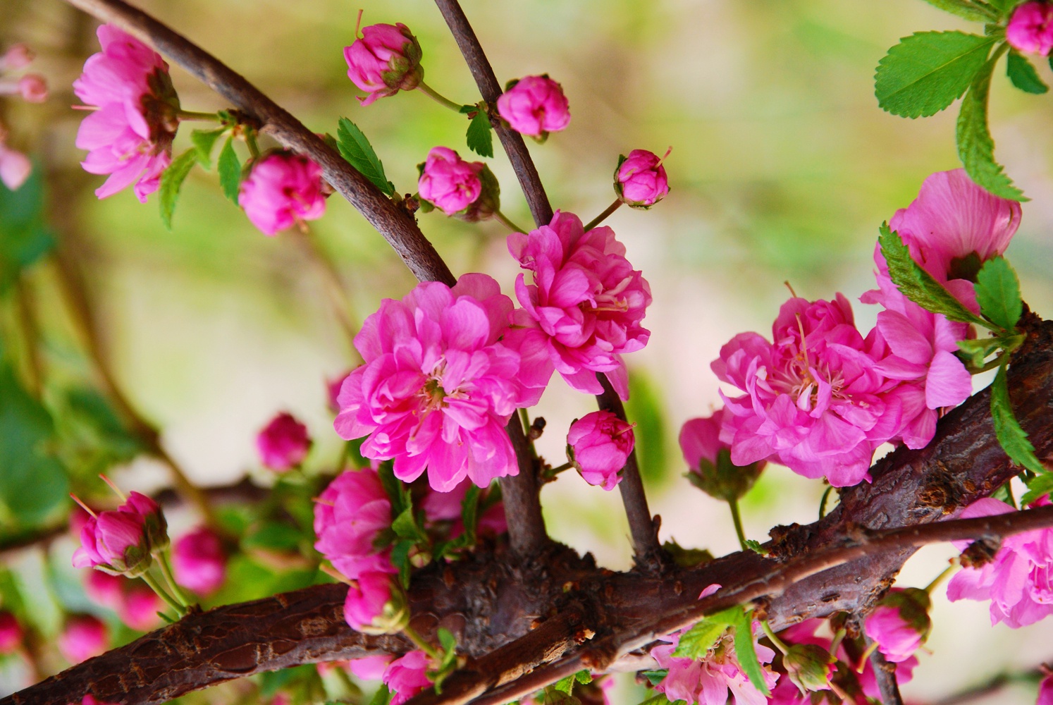 美丽的粉色榆叶梅,原创拍摄