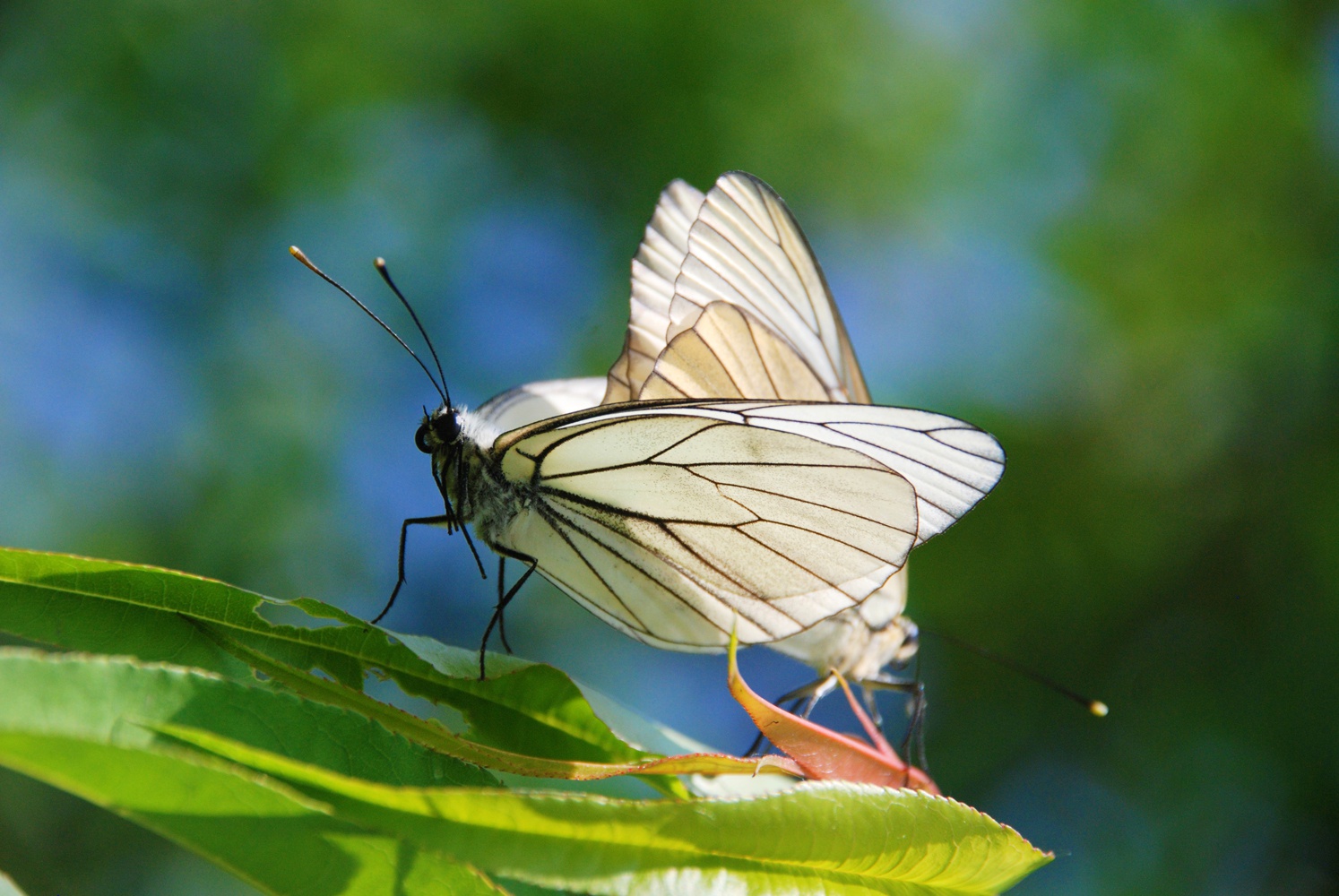 一对儿大翅娟粉蝶,原创拍摄_高清图集_新浪网