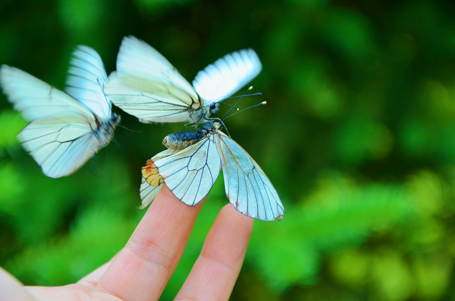 三只大翅绢粉蝶争先恐后落在我的手上全过程,原创摄影