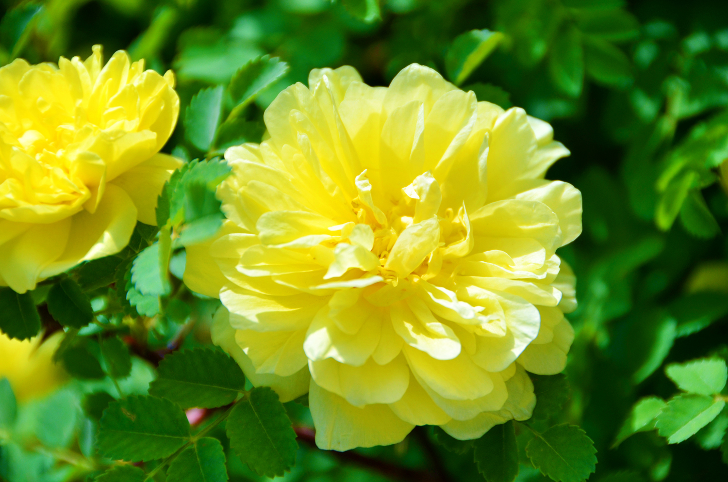 再来一组黄色刺玫花原创摄影