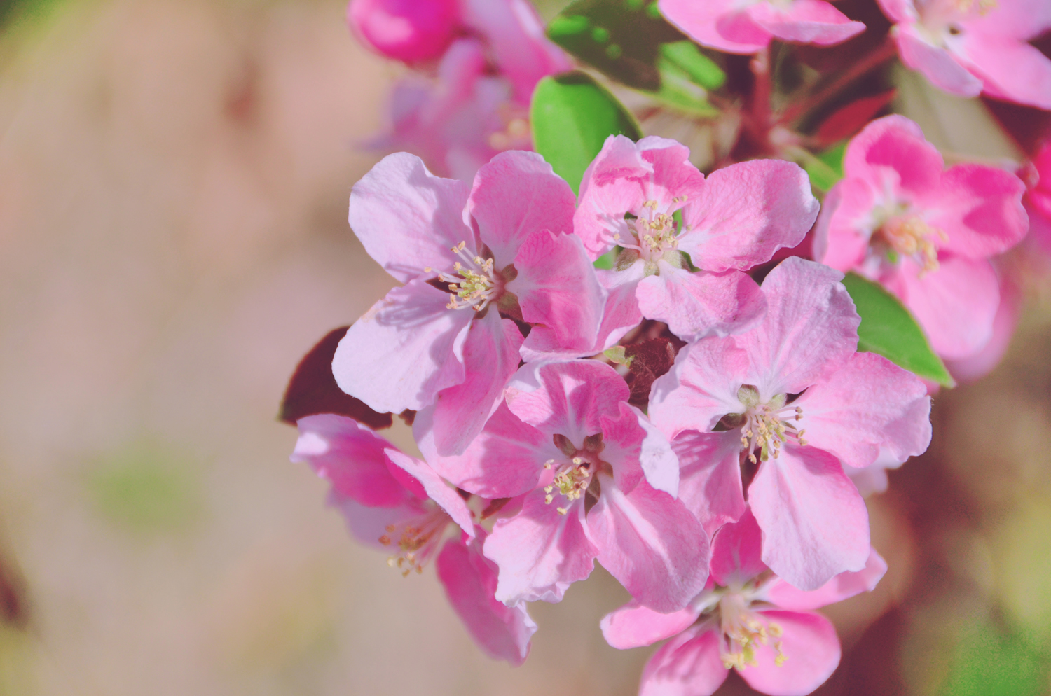 春天是一个美丽的季节,粉色海棠花,原创摄影|海棠花|粉色|季节_新浪