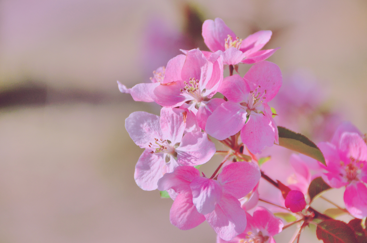 春天是一个美丽的季节粉色海棠花原创摄影