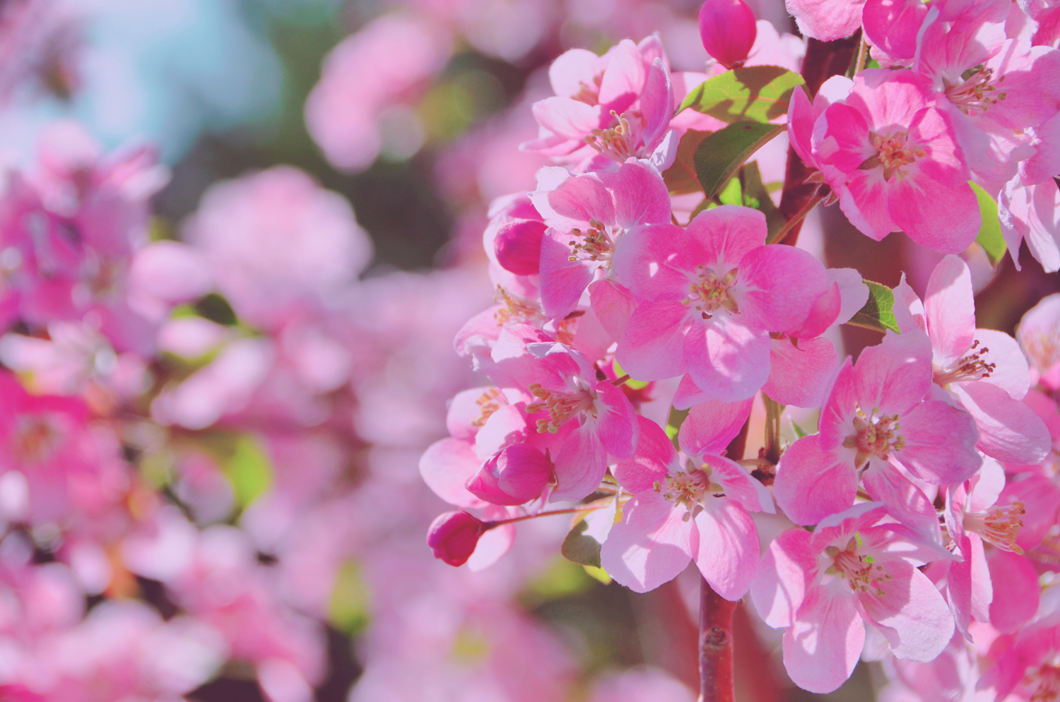 春天是一个美丽的季节粉色海棠花原创摄影