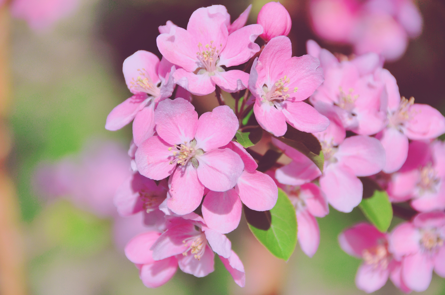 春天是一个美丽的季节粉色海棠花原创摄影