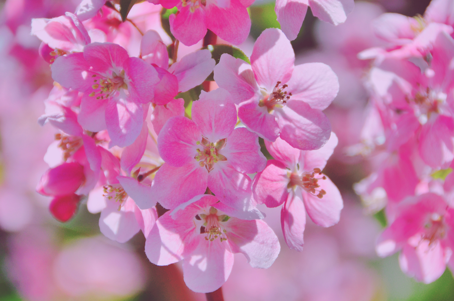 春天是一个美丽的季节,粉色海棠花,原创摄影|海棠花|粉色|季节_新浪