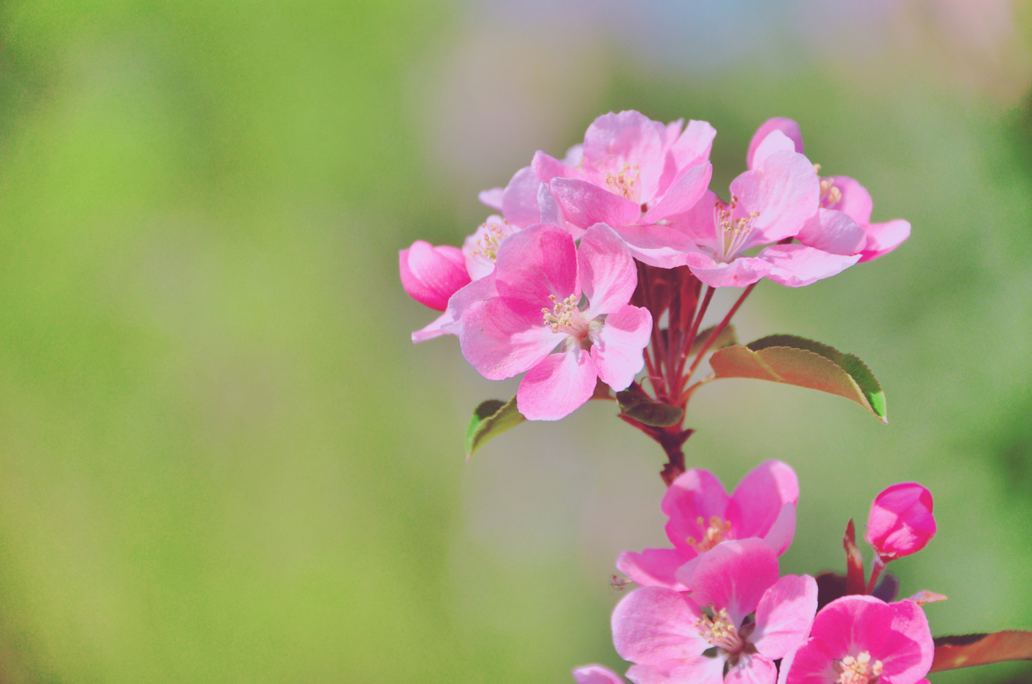 春天是一个美丽的季节粉色海棠花原创摄影