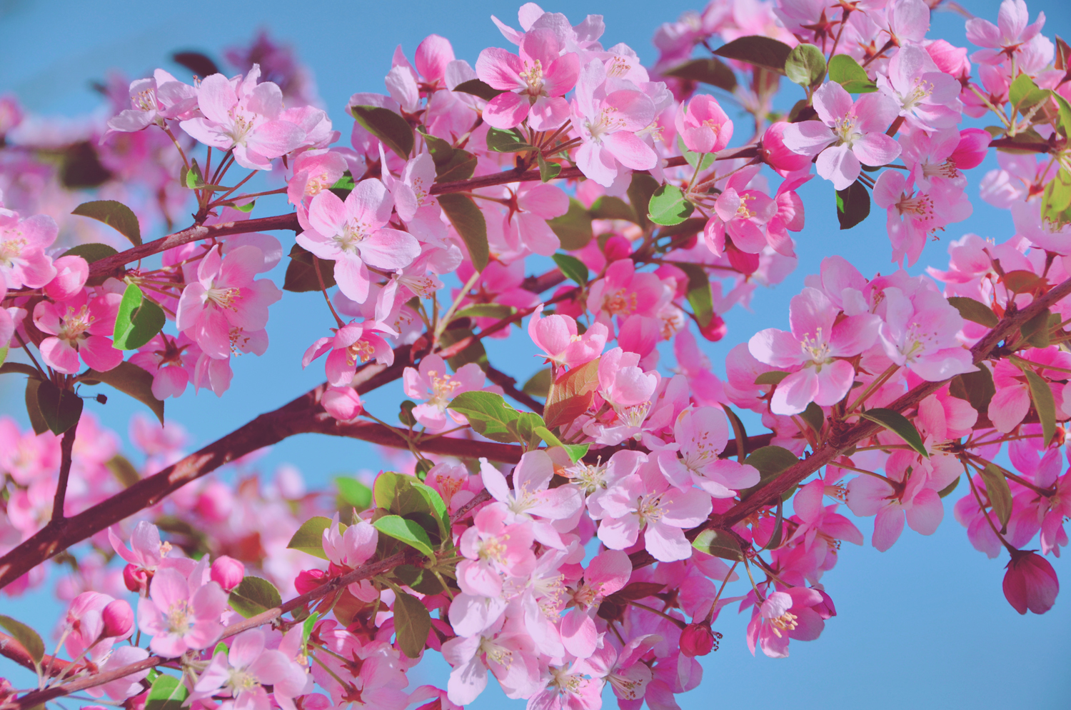 春天是一个美丽的季节粉色海棠花原创摄影