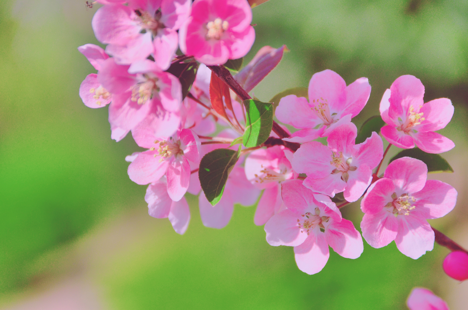 春天是一个美丽的季节粉色海棠花原创摄影
