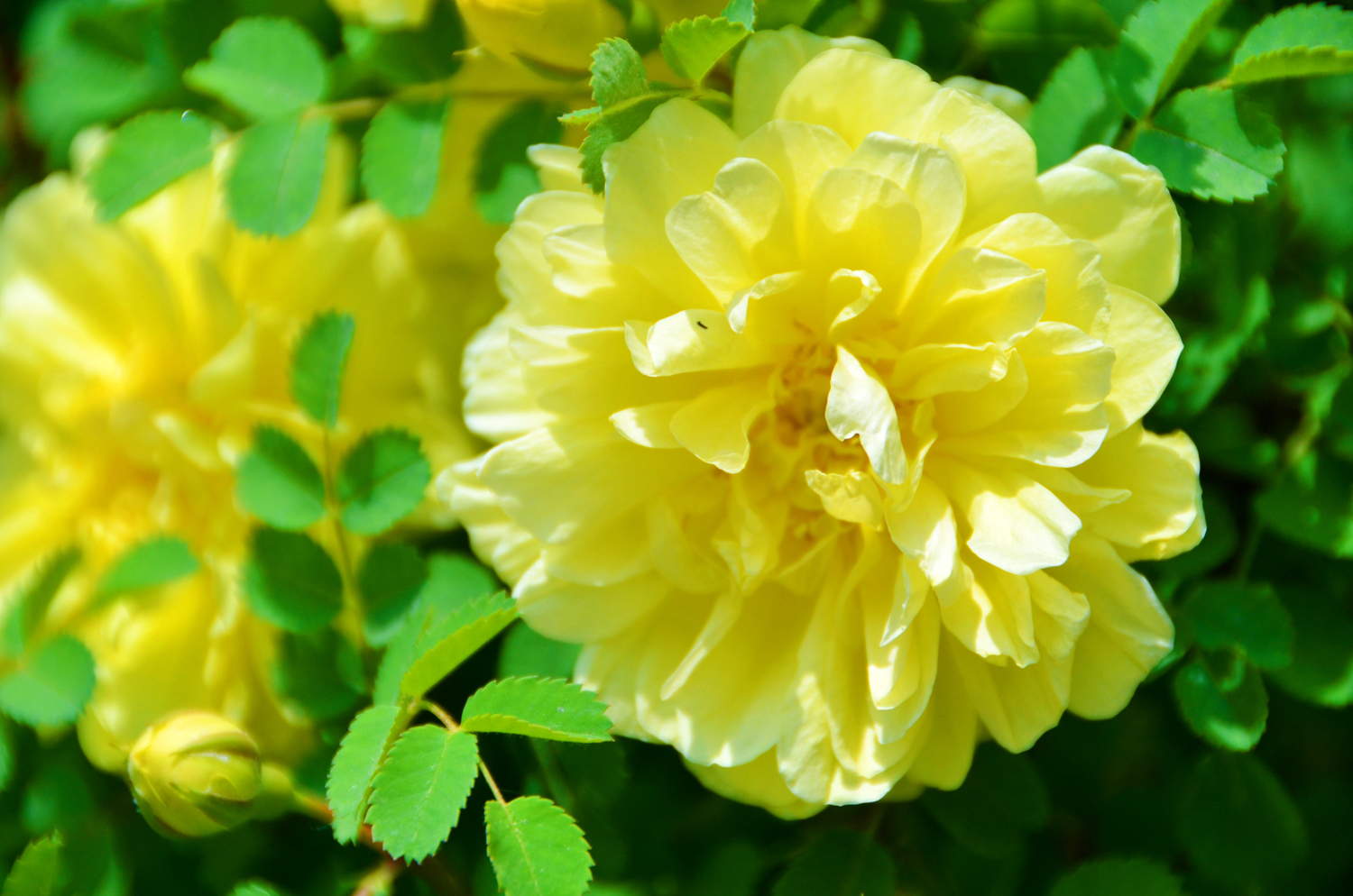 再来一组黄色刺玫花原创摄影