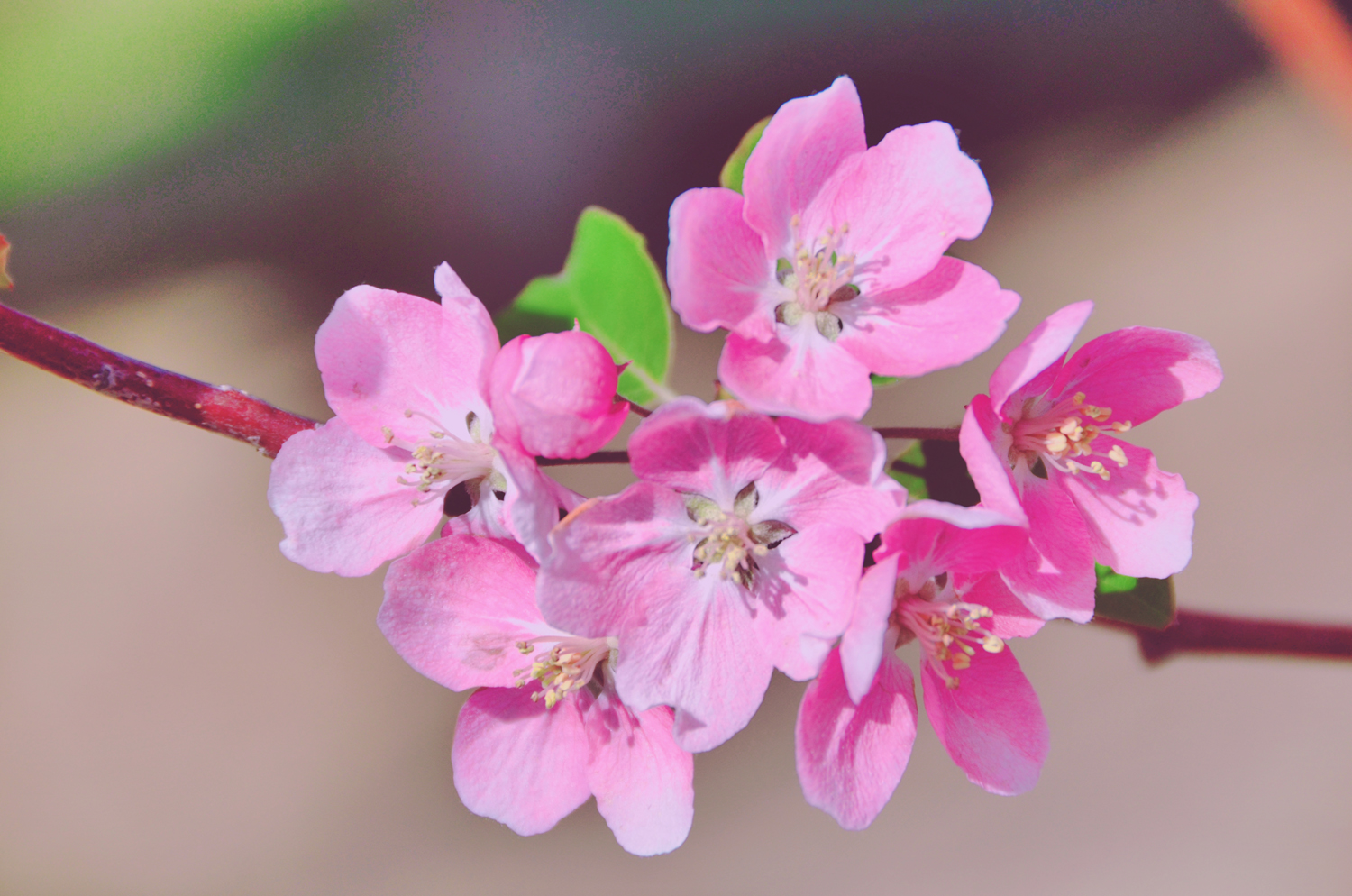 春天是一个美丽的季节粉色海棠花原创摄影