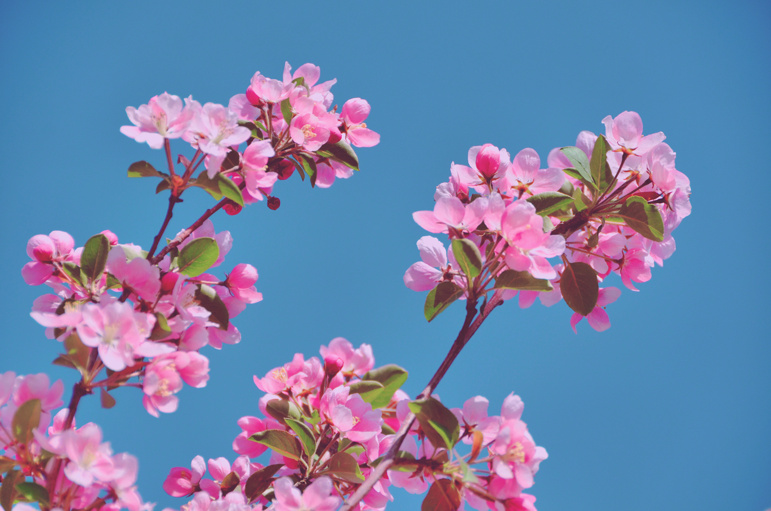 春天是一个美丽的季节粉色海棠花原创摄影