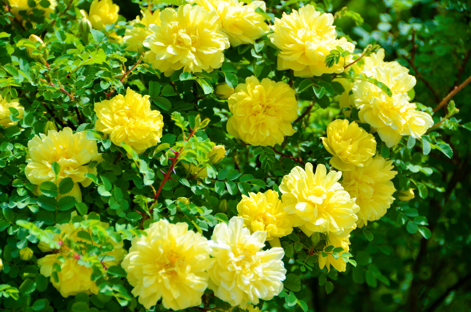 再来一组黄色刺玫花原创摄影