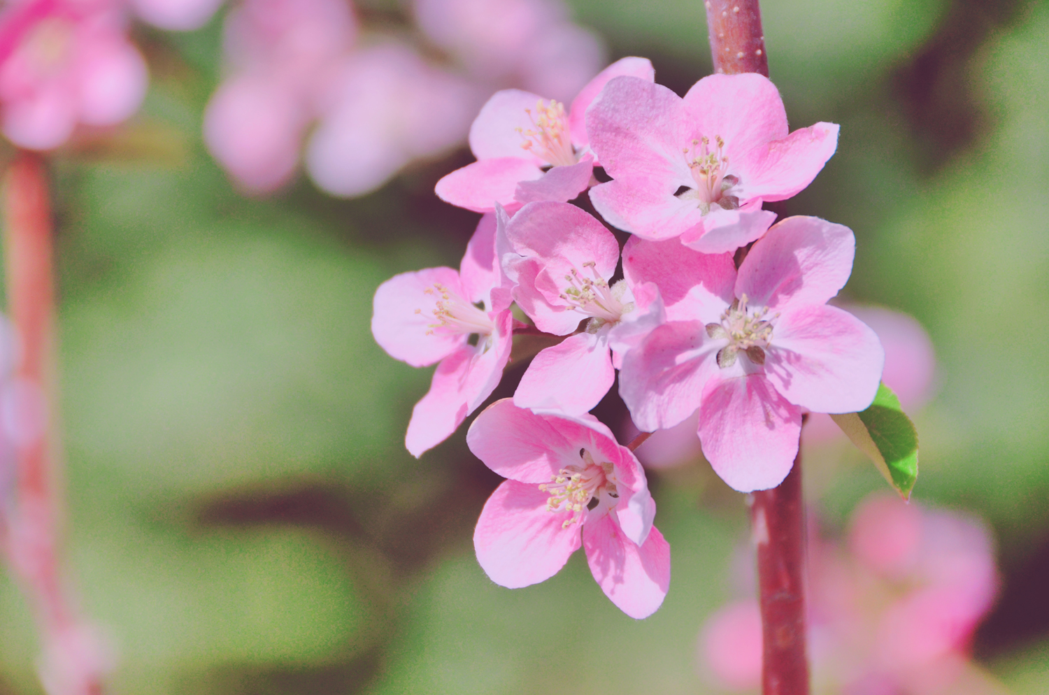 春天是一个美丽的季节粉色海棠花原创摄影