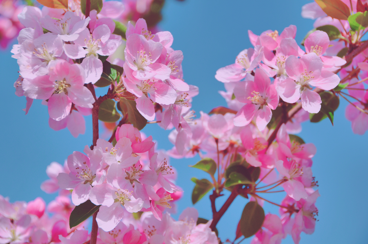 春天是一个美丽的季节粉色海棠花原创摄影