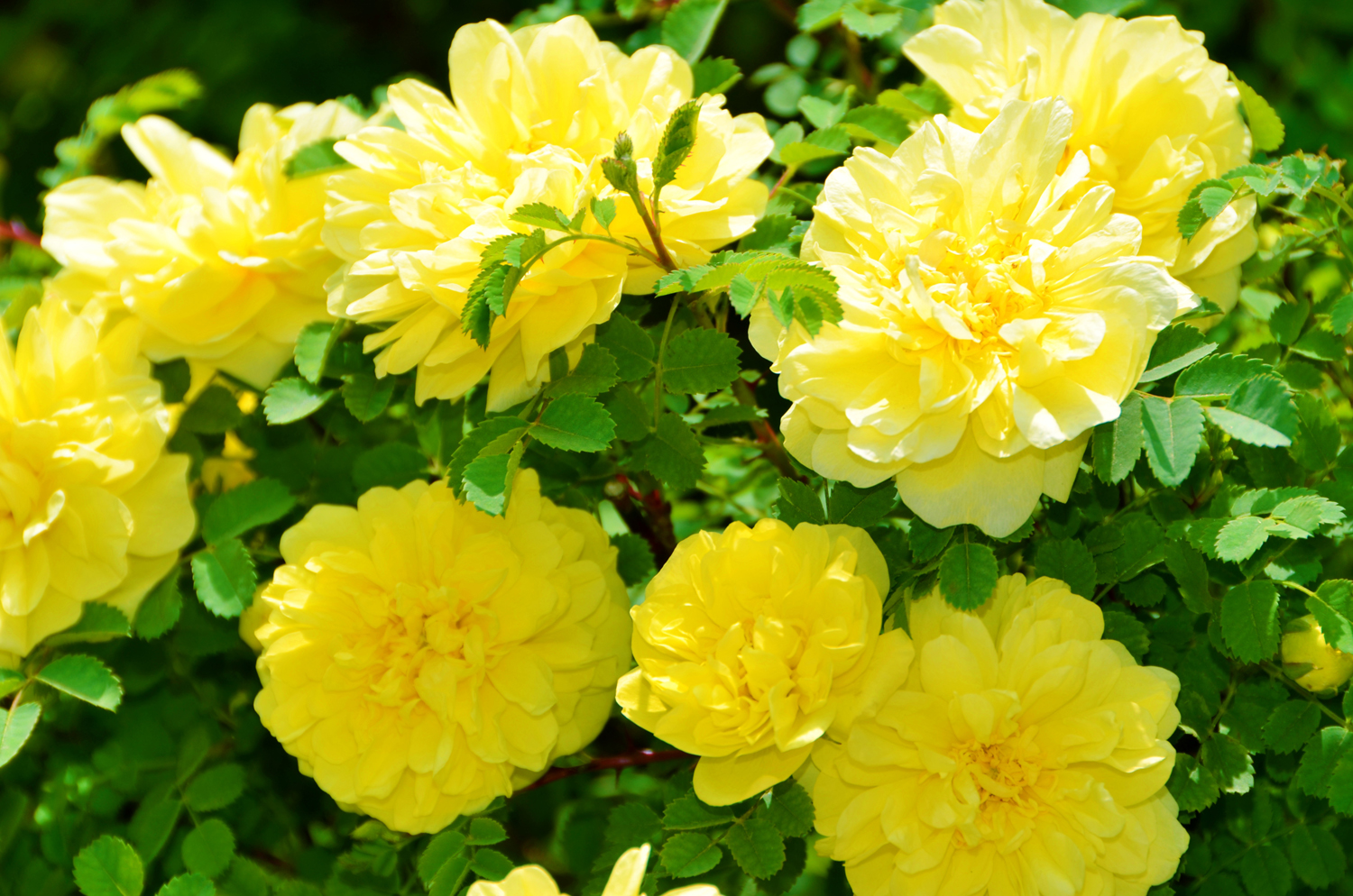 再来一组黄色刺玫花原创摄影