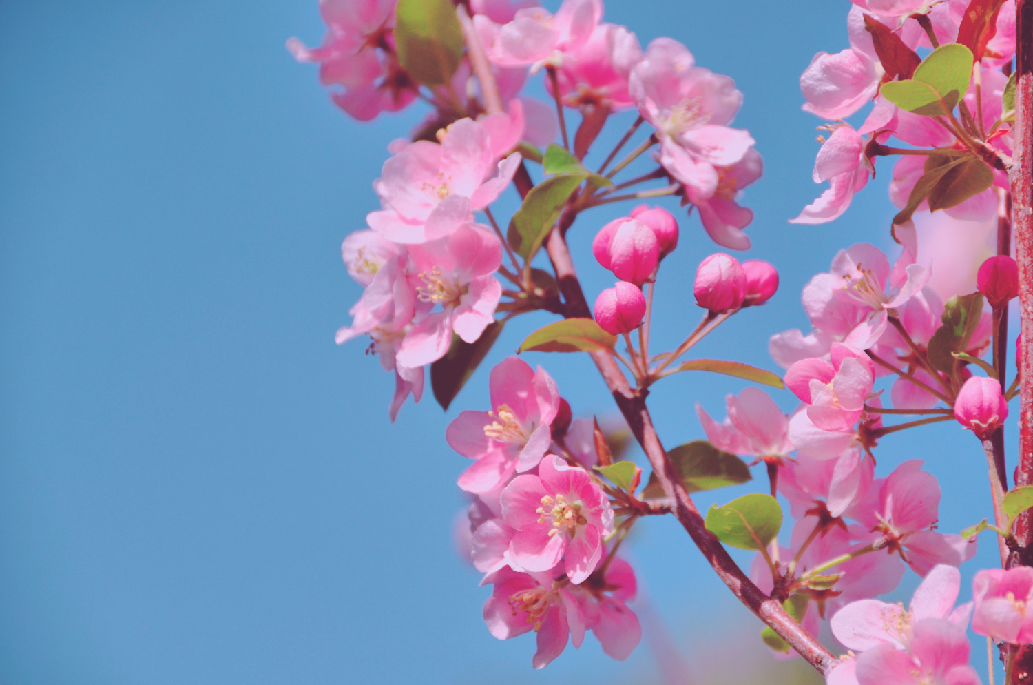 春天是一个美丽的季节粉色海棠花原创摄影