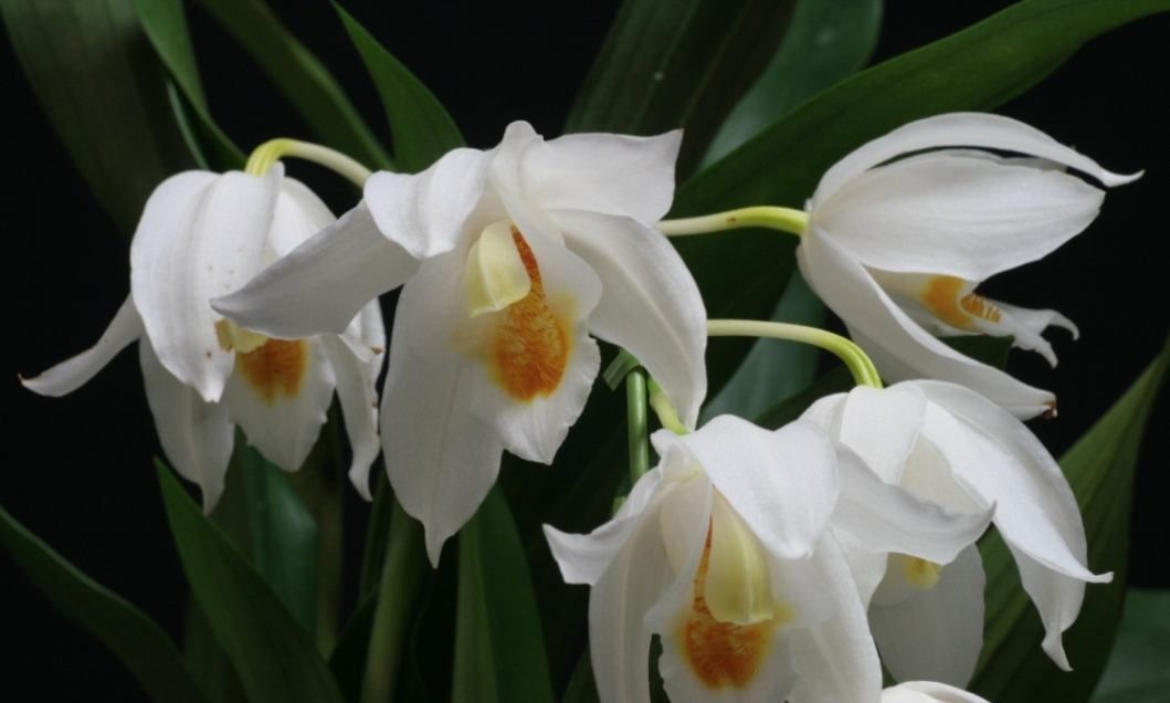 花世界赏花《贝母兰》_高清图集_新浪网