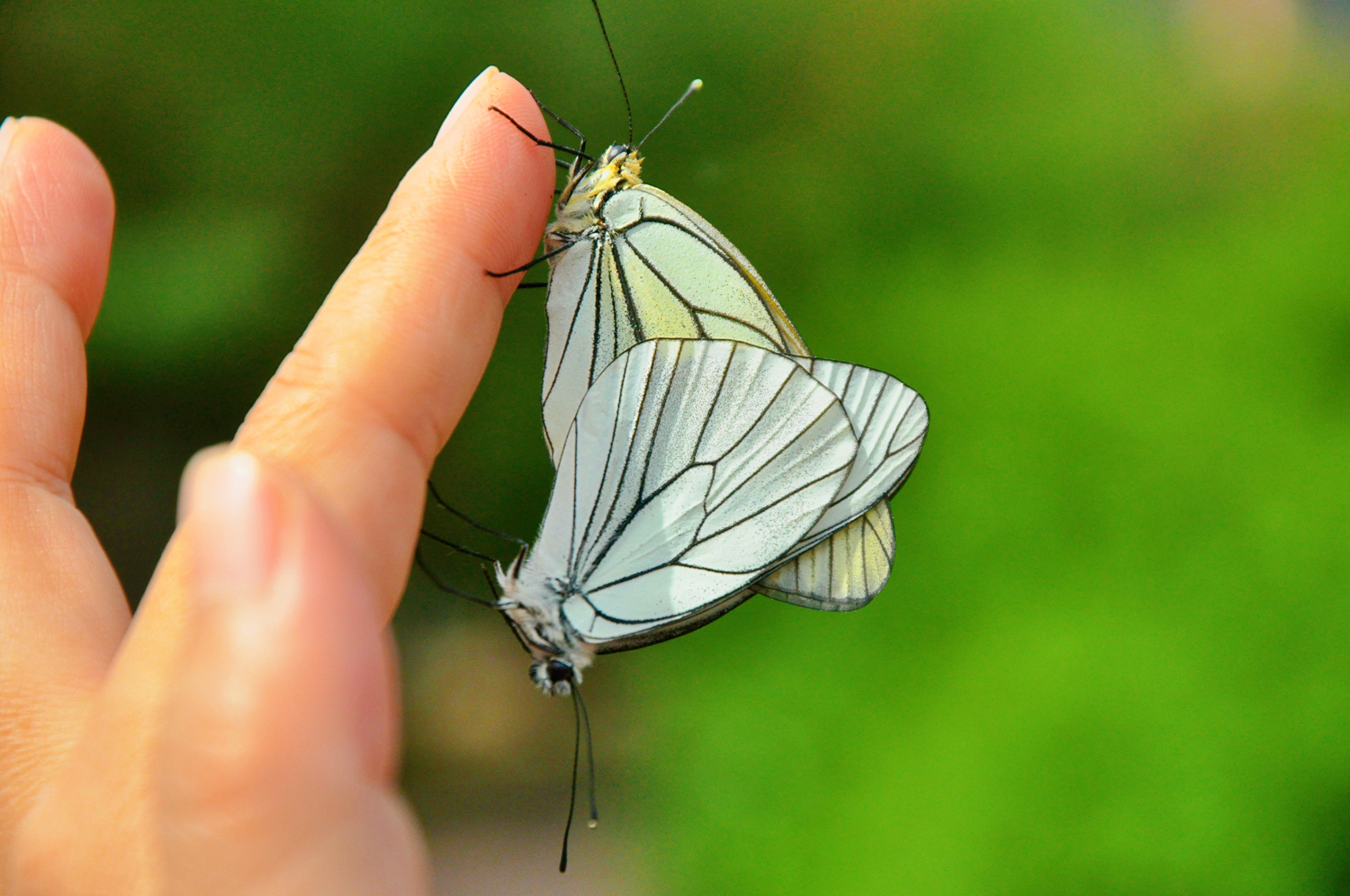 大翅绢粉蝶夫妇乖乖地落在我的手上原创摄影