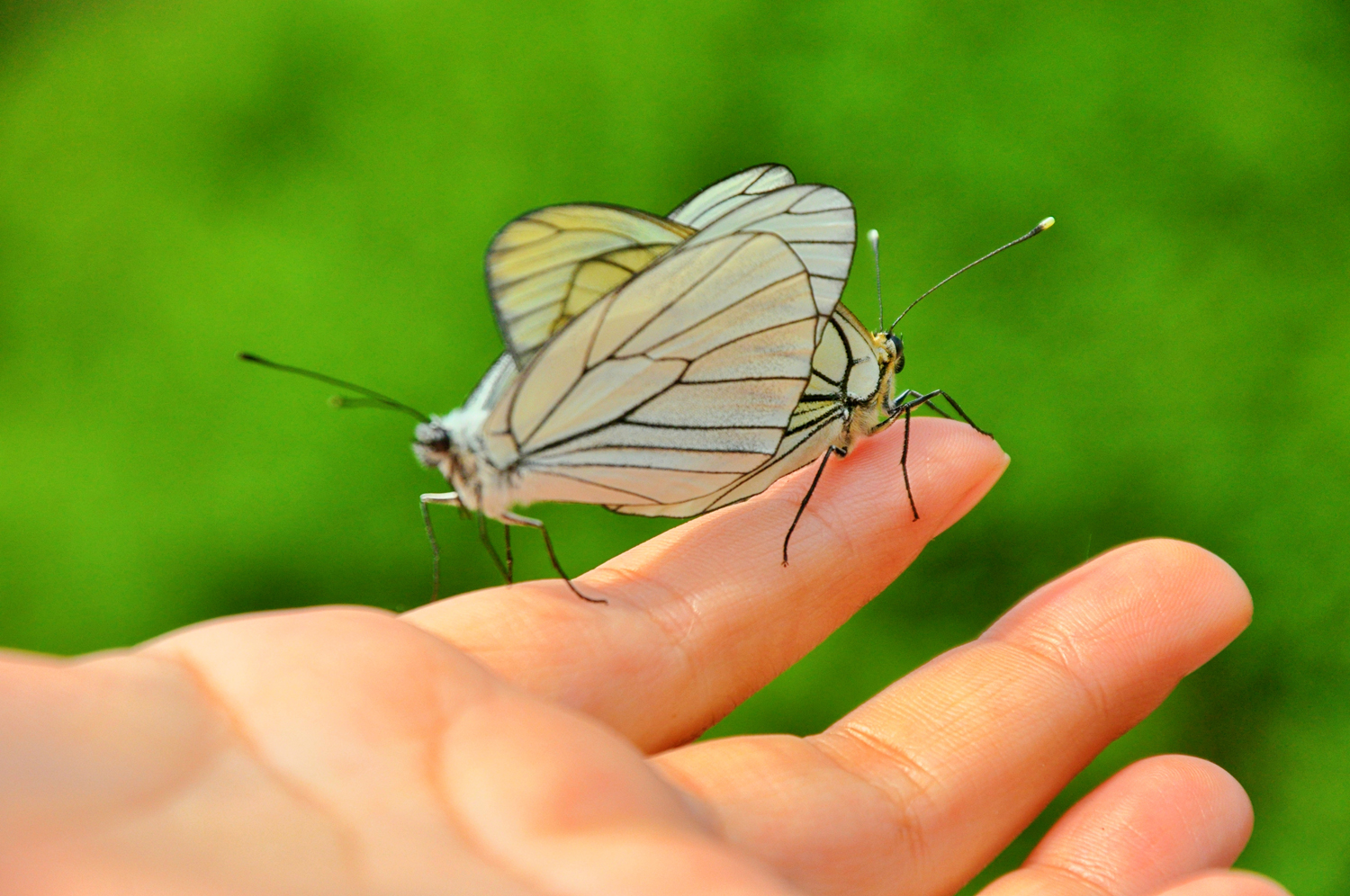 大翅绢粉蝶夫妇乖乖地落在我的手上原创摄影