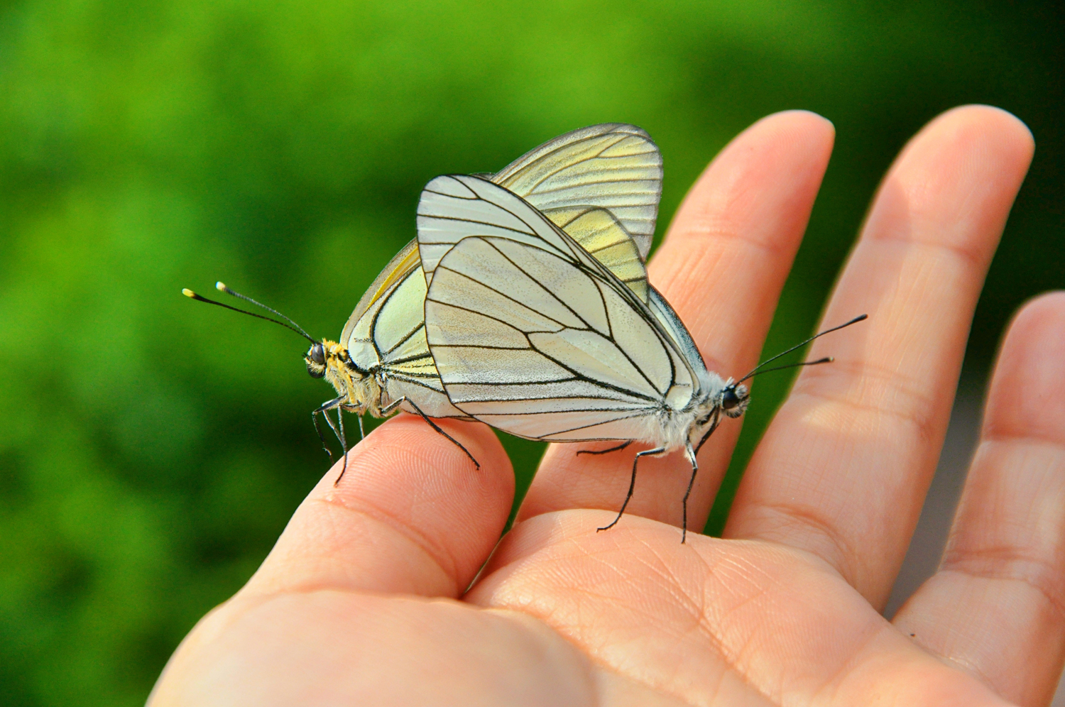 大翅绢粉蝶夫妇乖乖地落在我的手上原创摄影