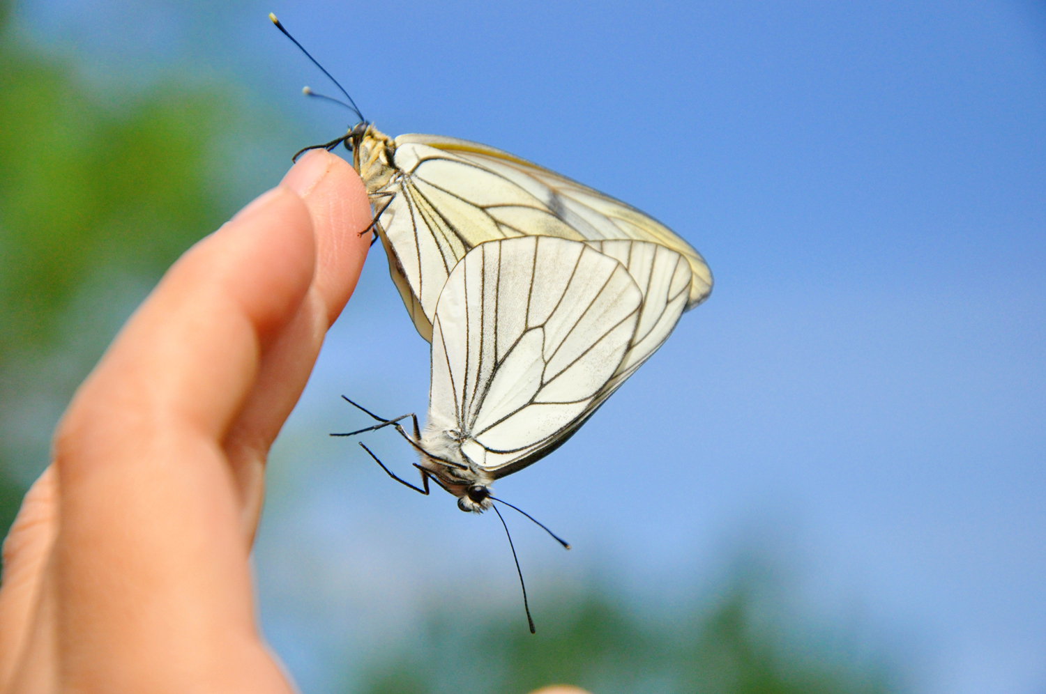 大翅绢粉蝶夫妇乖乖地落在我的手上原创摄影