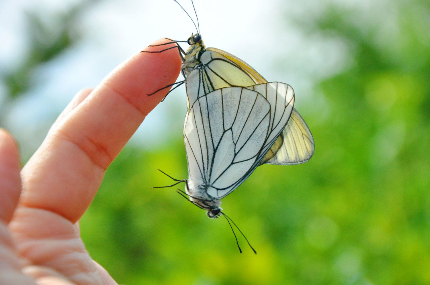 大翅绢粉蝶夫妇乖乖地落在我的手上原创摄影