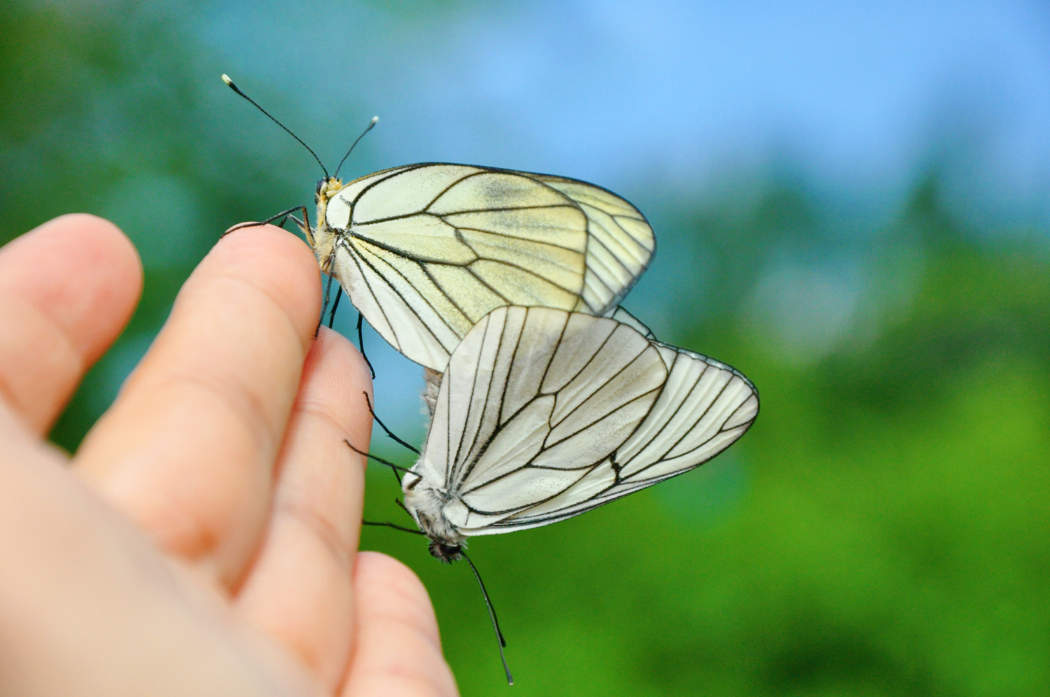 大翅绢粉蝶夫妇乖乖地落在我的手上原创摄影