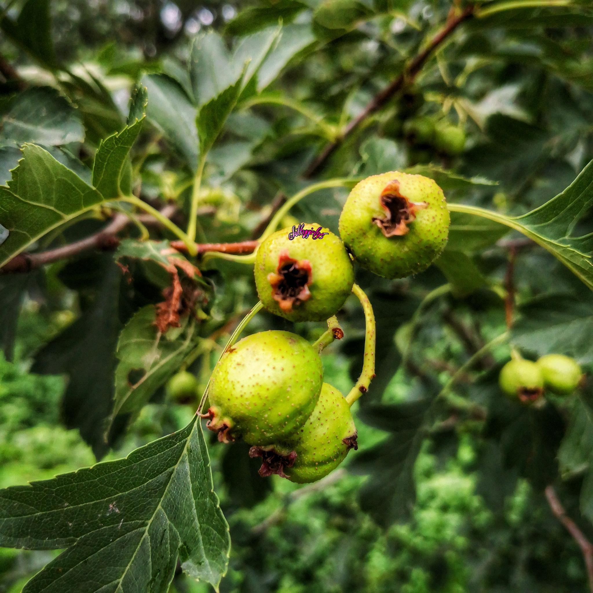 山楂,等待你的红艳艳(手机原创摄影作品)