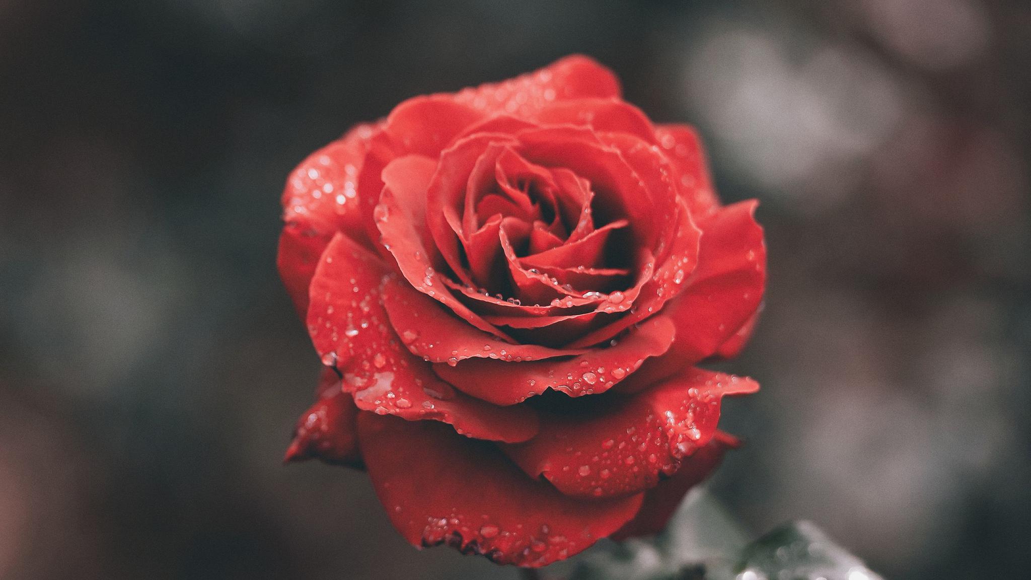 唯美玫瑰花束高清壁纸_电脑主题下载站