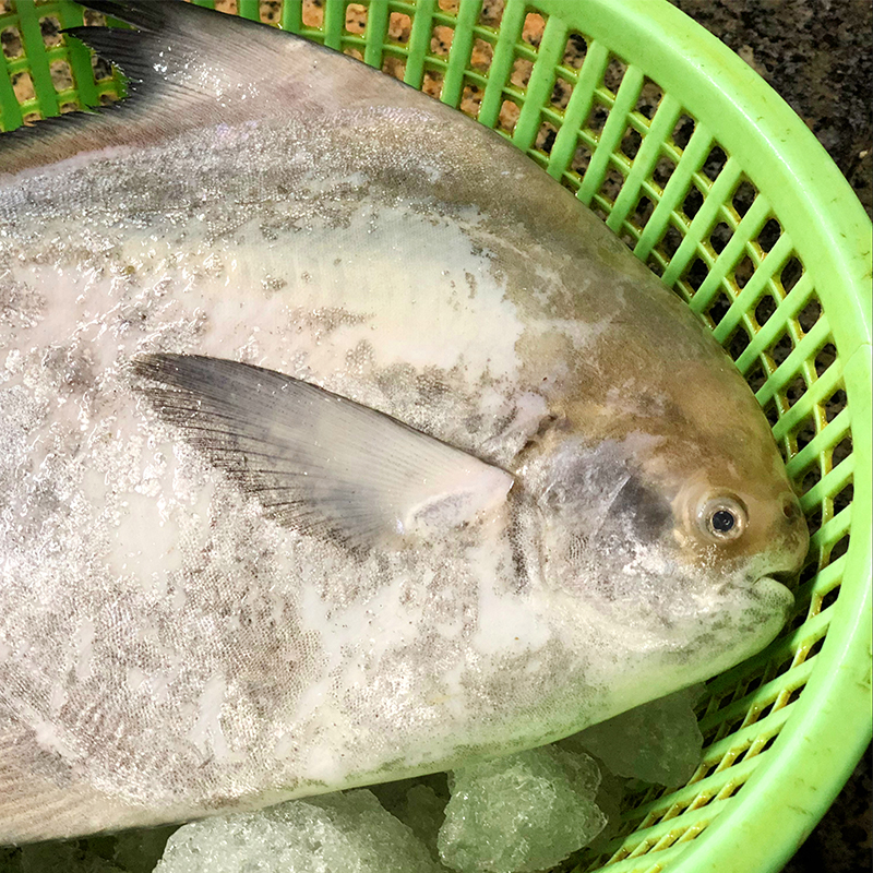 这种新鲜本地英鲳鱼有多少人吃过了市场一般售价一百多元一斤的