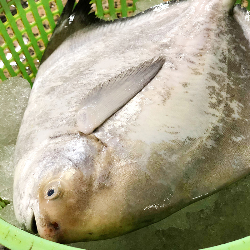 这种新鲜本地英鲳鱼有多少人吃过了市场一般售价一百多元一斤的