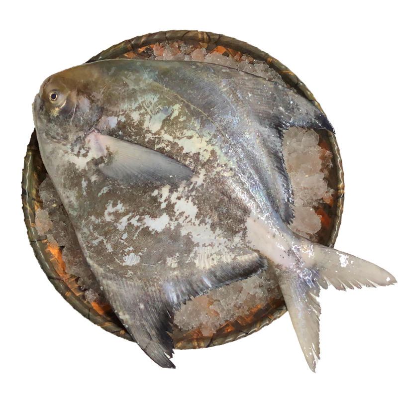 这种新鲜本地英鲳鱼有多少人吃过了市场一般售价一百多元一斤的