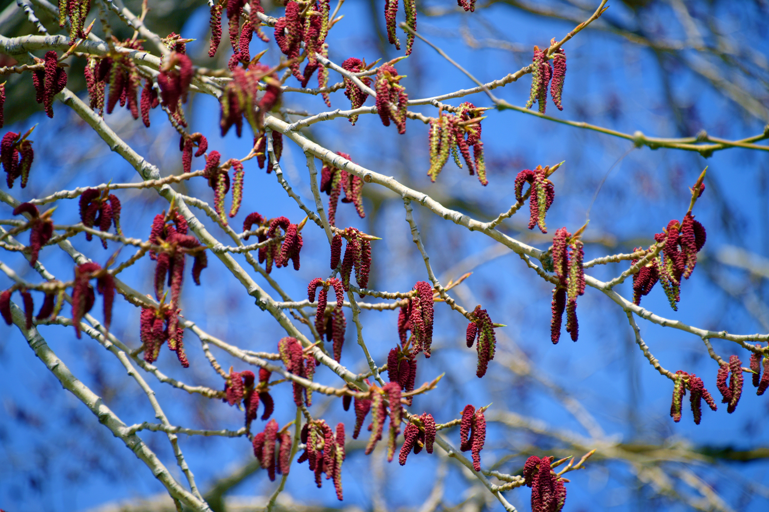 春天结满红色树狗的大杨树,原创摄影