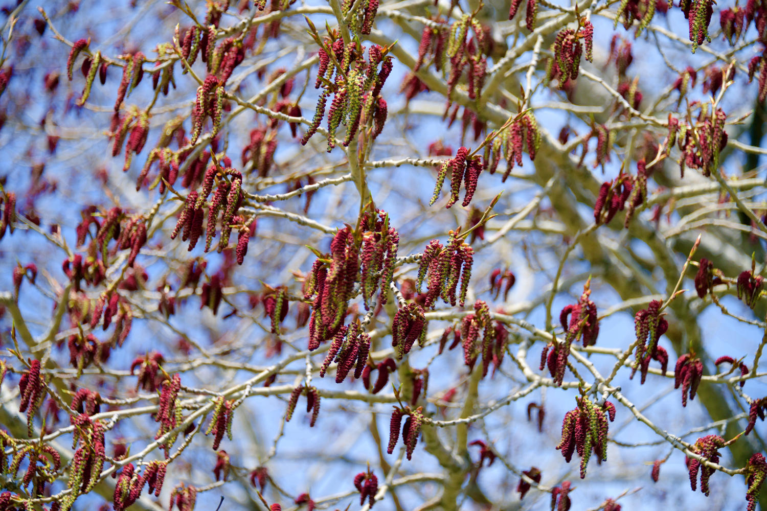 春天结满红色树狗的大杨树,原创摄影
