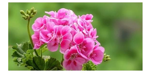 居室?盆栽4种香花，一年四季花香不断芳香怡人，泡茶喝清心安神|香气|桂花|小编|植物|香料_新浪新闻