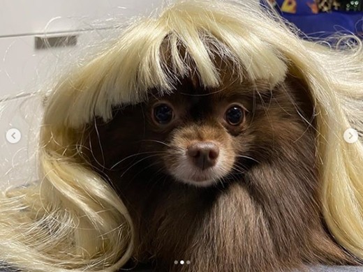 blackpink成员jennie社交网站发与宠物犬合影