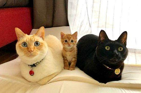 一家猫拍合照，中间小猫被“排挤”，小猫：敢小看我大橘！|小猫|猫|宠物_新浪新闻