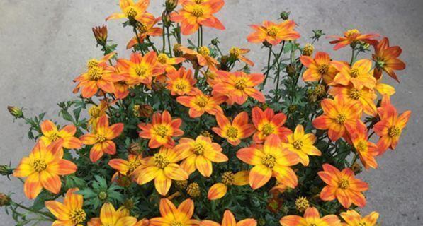 "假菊花",花开鲜艳美丽,非常值得拥有,堪称养花必备