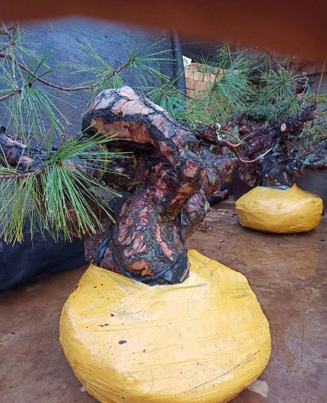 不错的黄松下山桩盆景素材