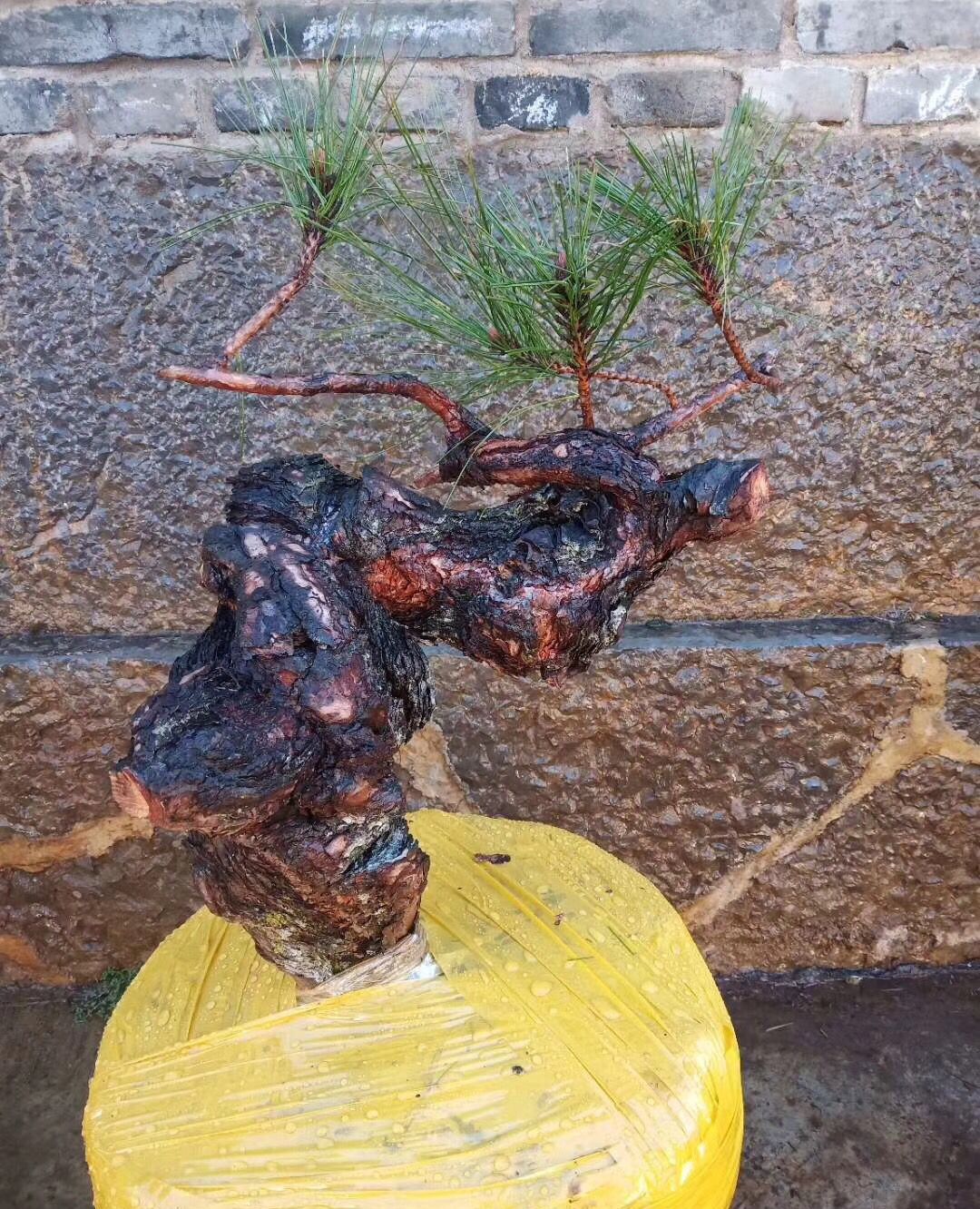 不错的黄松下山桩盆景素材