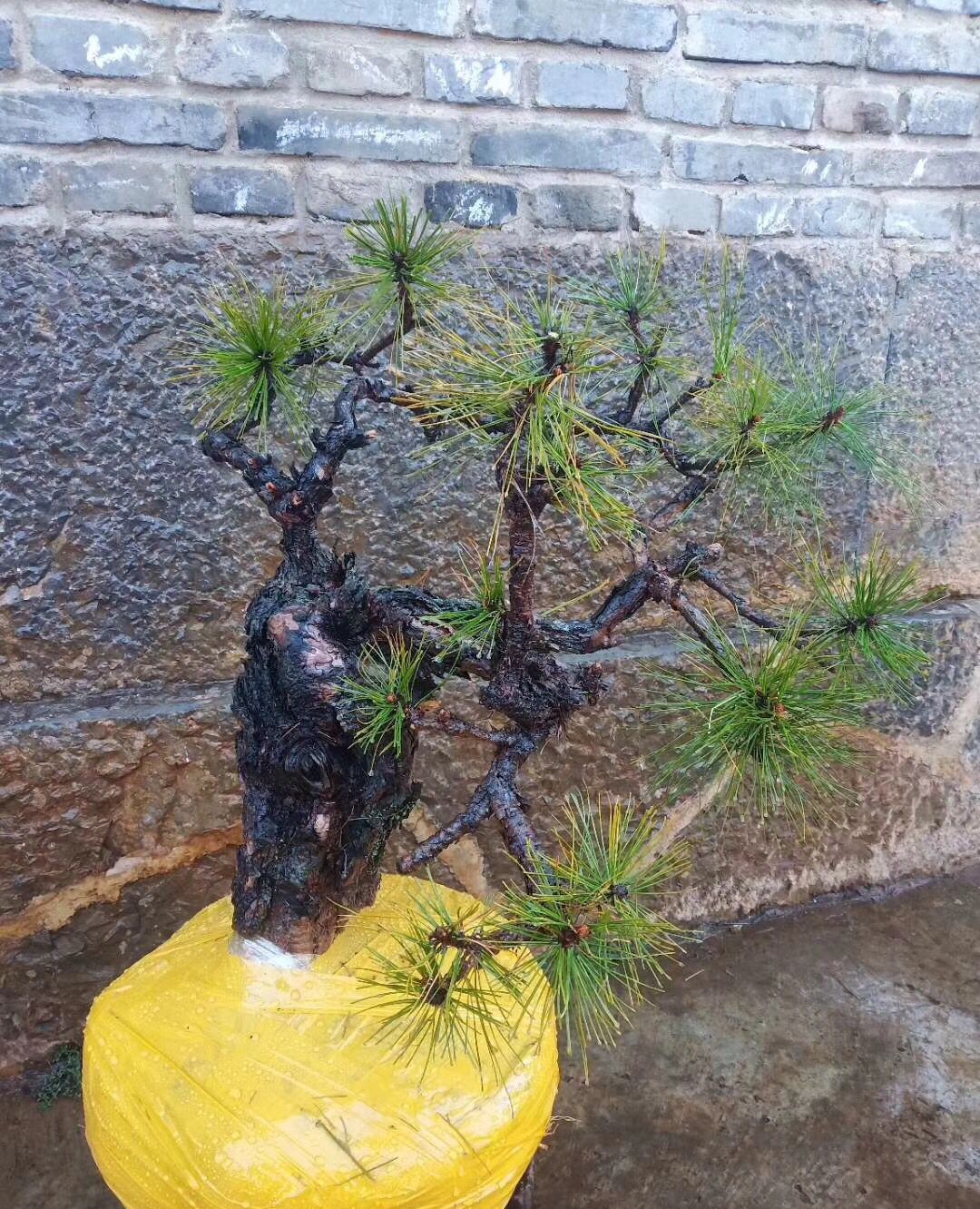 不错的黄松下山桩盆景素材