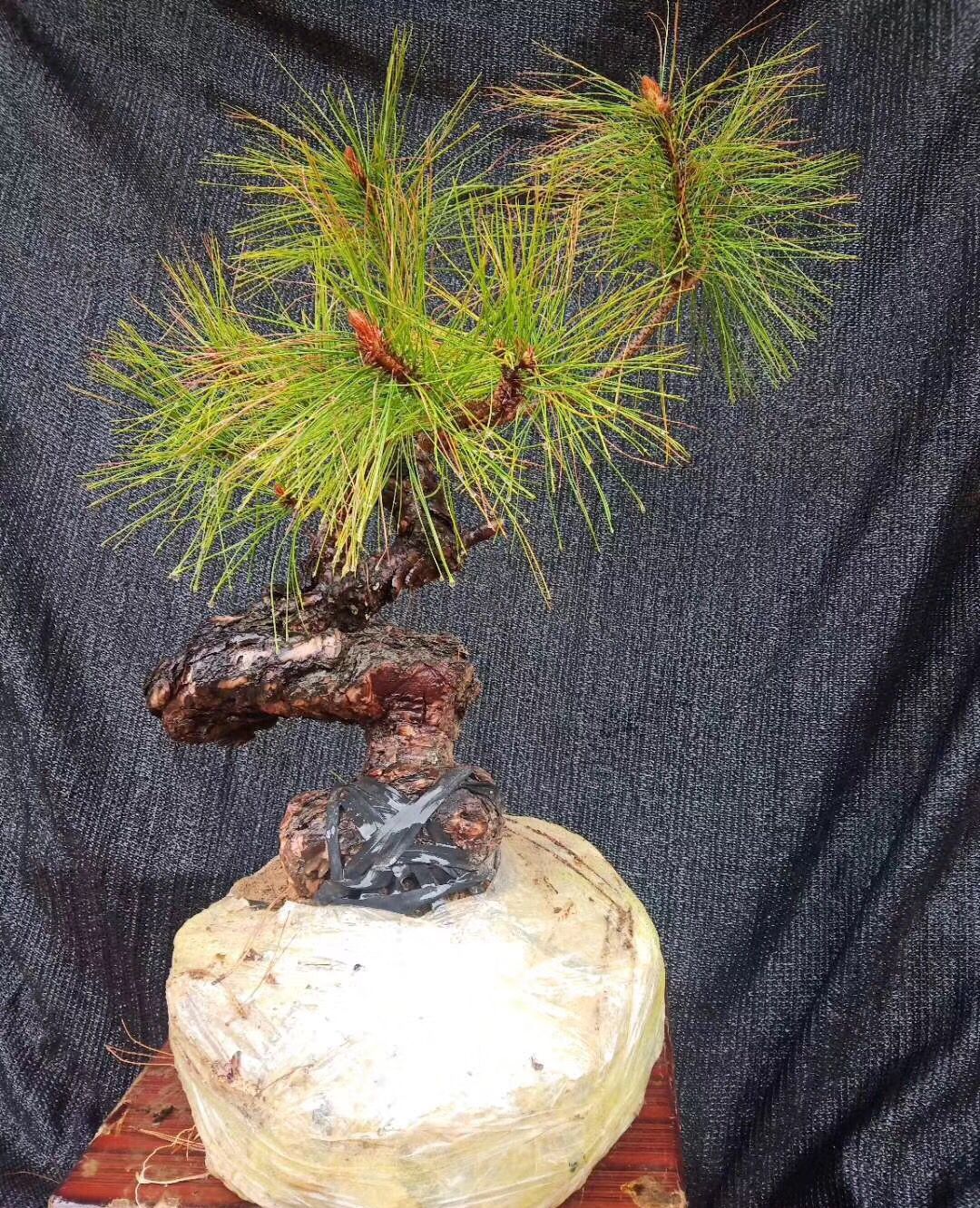 不错的黄松下山桩盆景素材